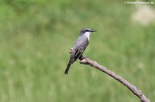 Grauer Königstyrann (Tyrannus dominicensis vorax) auf Antigua