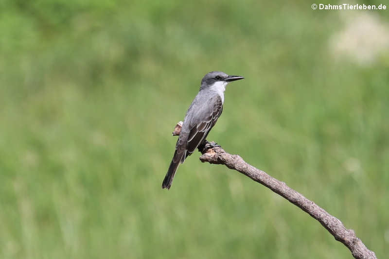 Grauer Königstyrann (Tyrannus dominicensis vorax) 