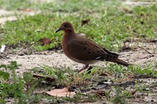 Küstentaube (Zenaida aurita aurita) auf Antigua