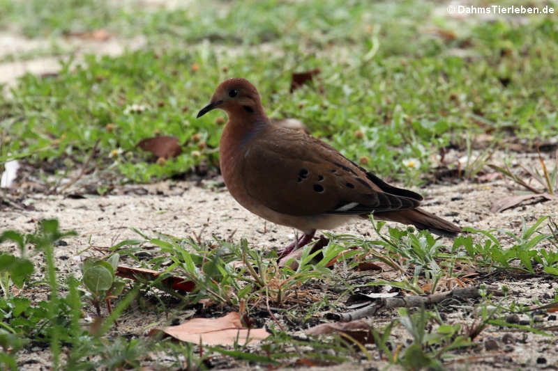 Küstentaube (Zenaida aurita aurita)