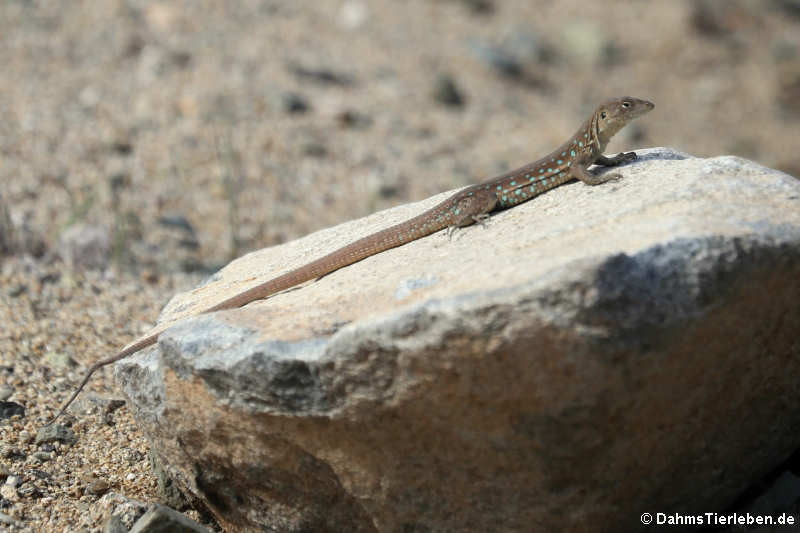 Cnemidophorus arubensis