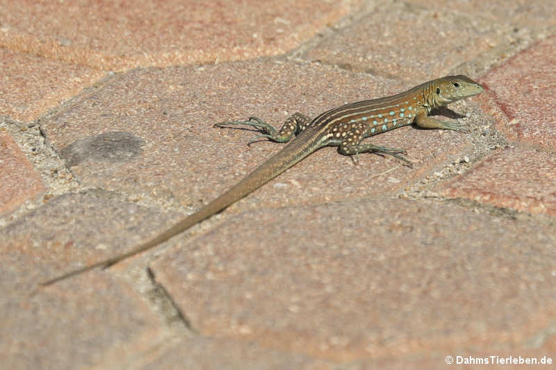 Aruba-Rennechse Cnemidophorus arubensis-4