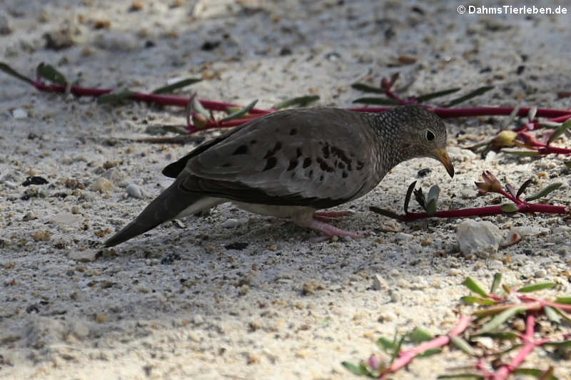 Sperlingstäubchen (Columbina passerina albivitta) 