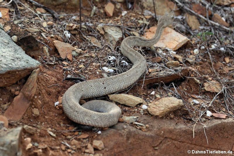 Crotalus unicolor-1