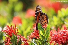 Monarchfalter (Danaus plexippus) auf Aruba