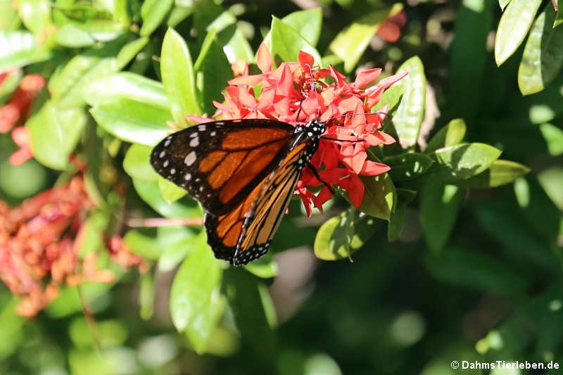 Monarchfalter (Danaus plexippus)