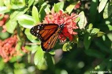 Monarchfalter (Danaus plexippus) auf Aruba