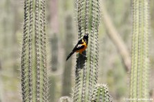 Orangetrupial (Icterus icterus ridgwayi) auf Aruba