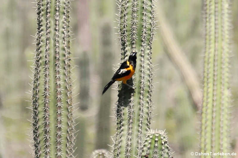 Orangetrupial (Icterus icterus ridgwayi)