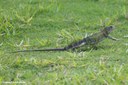 Iguana iguana