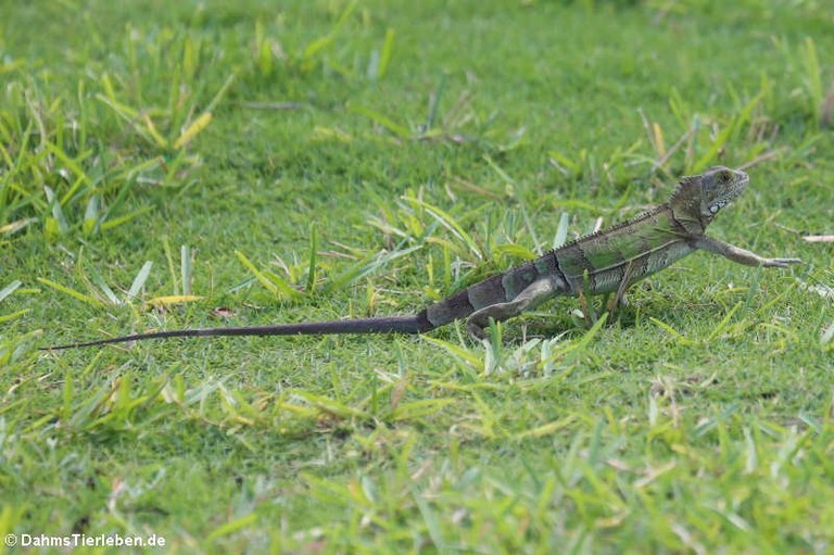 Iguana iguana