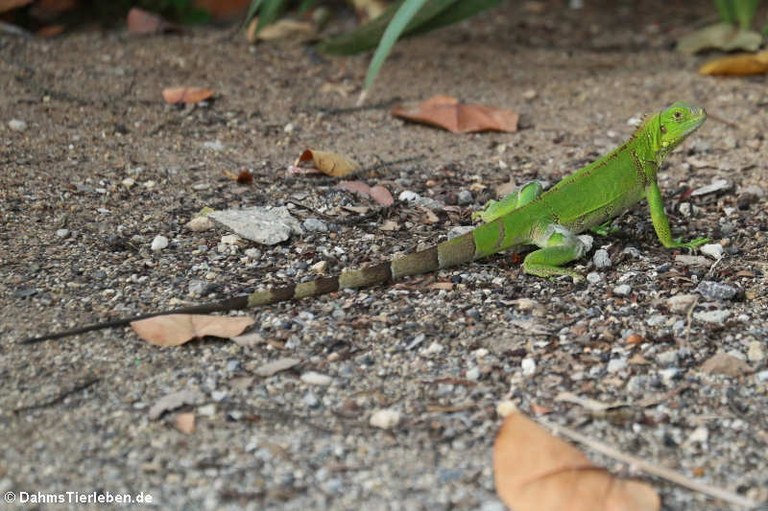 Iguana iguana