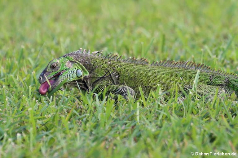 Iguana iguana