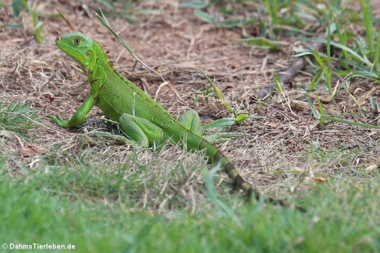 Iguana iguana