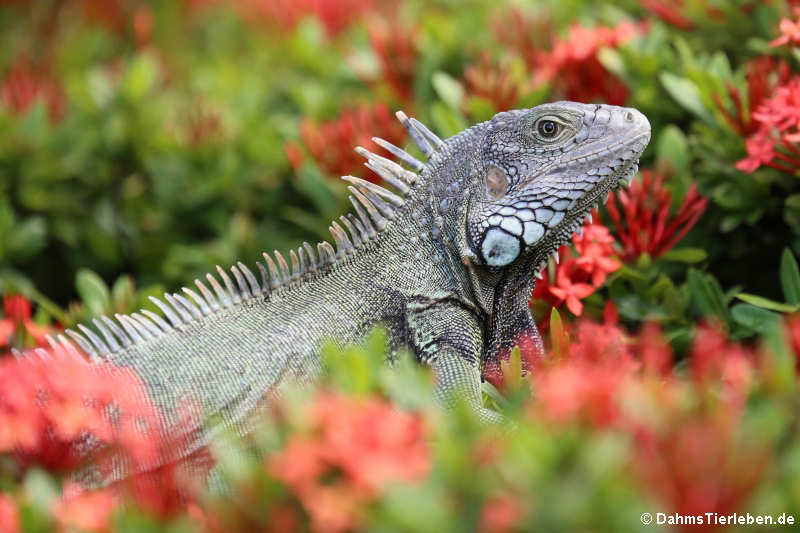 Grüner Leguan auf Aruba