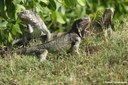 Iguana iguana