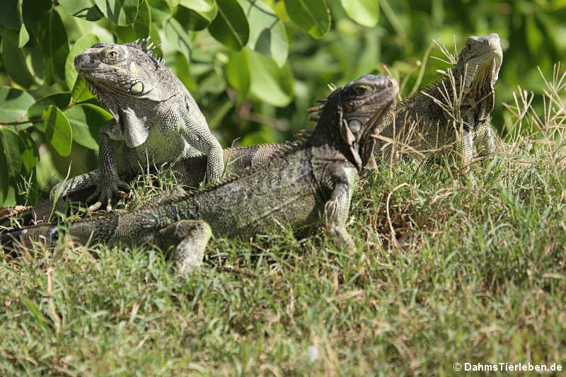 Iguana iguana