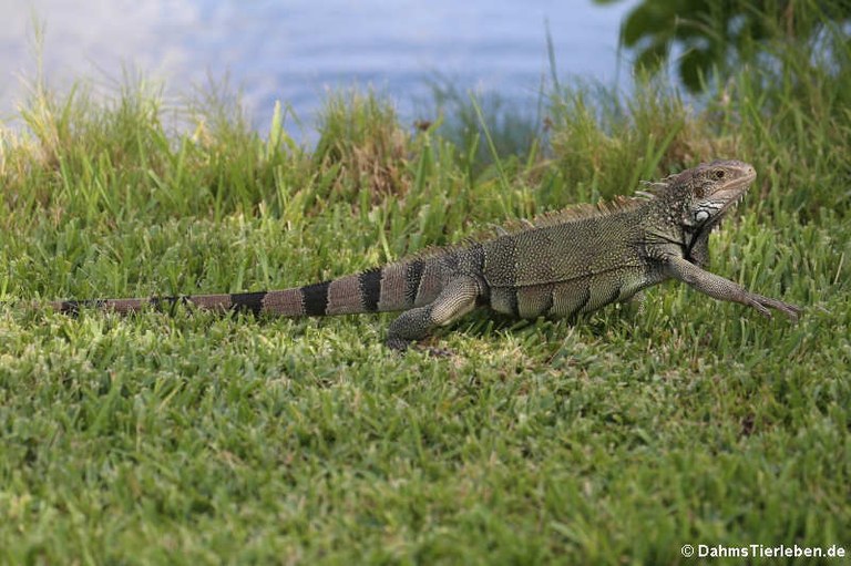 Iguana iguana