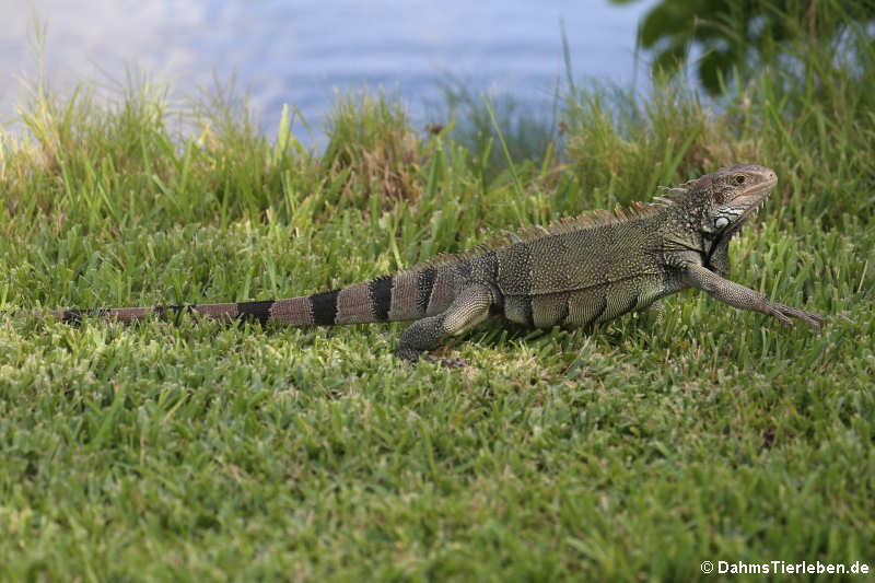 Iguana iguana