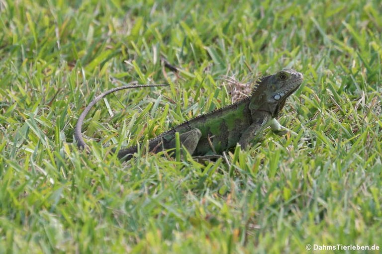 Iguana iguana