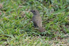 weibliche Jamaikagimpeltangare (Melanospiza bicolor sharpei) auf der Karibikinsel Aruba