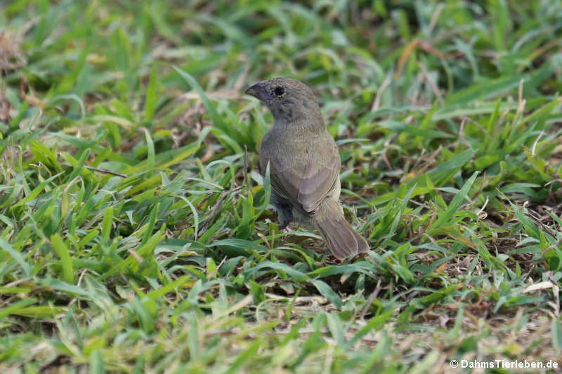 Jamaikagimpelfink (Melanospiza bicolor sharpei)