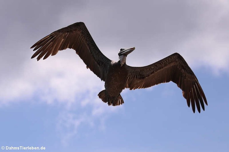 Pelecanus occidentalis occidentalis