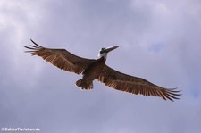 Braunpelikan (Pelecanus occidentalis occidentalis) auf der Karibikinsel Aruba