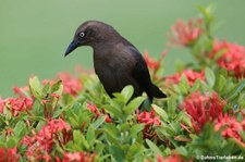 Trauergrackel (Quiscalus lugubris lugubris) auf Aruba