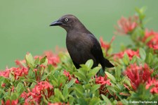 Trauergrackel (Quiscalus lugubris lugubris) auf Aruba