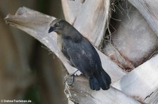 Trauergrackel (Quiscalus lugubris lugubris) auf Aruba