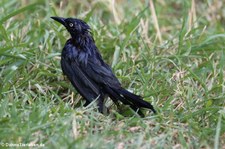 Trauergrackel (Quiscalus lugubris lugubris) auf Aruba