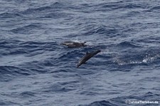 Tursiops aduncus-2