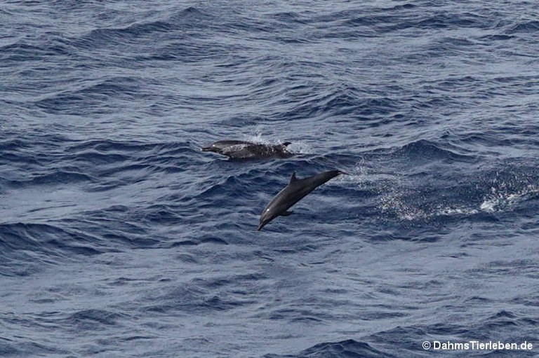 Tursiops aduncus