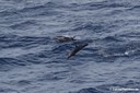 Tursiops aduncus