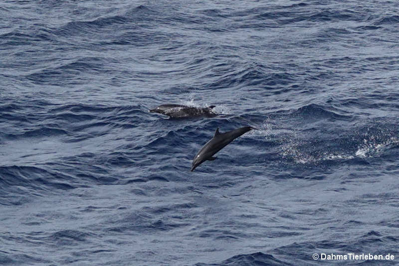 Tursiops aduncus