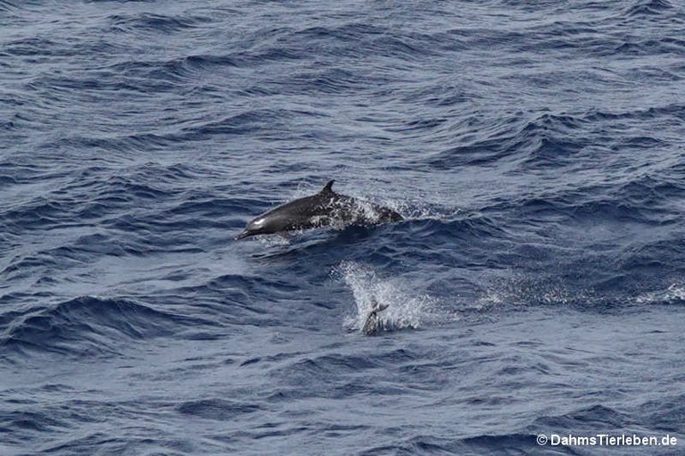 Tursiops aduncus