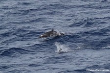 Tursiops aduncus-1
