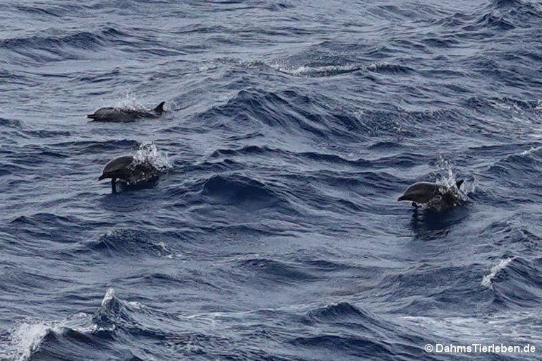 Tursiops aduncus