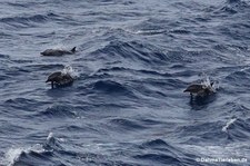 Tursiops aduncus-3
