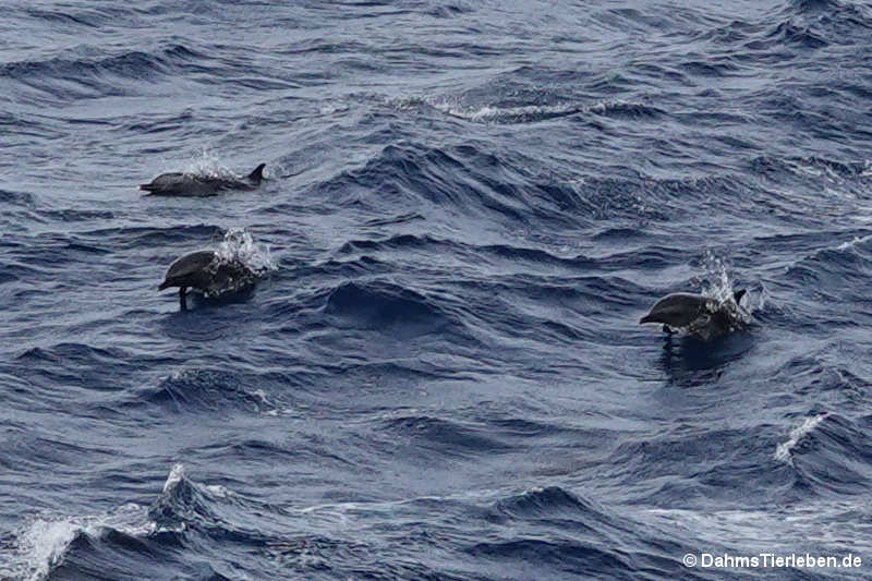 Tursiops aduncus