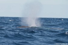 Blauwal (Balaenoptera musculus) vor der Azoren-Insel São Miguel