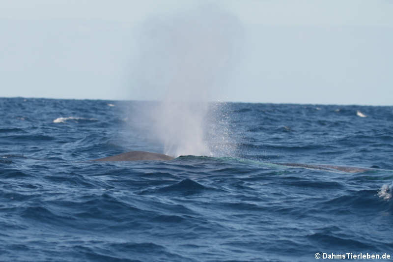 Balaenoptera musculus