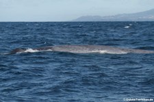 Blauwal (Balaenoptera musculus) vor der Azoren-Insel São Miguel