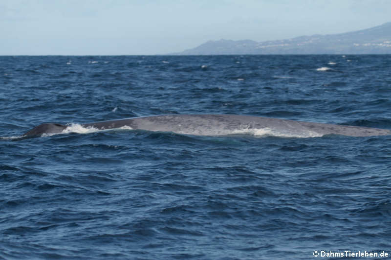 Balaenoptera musculus-2