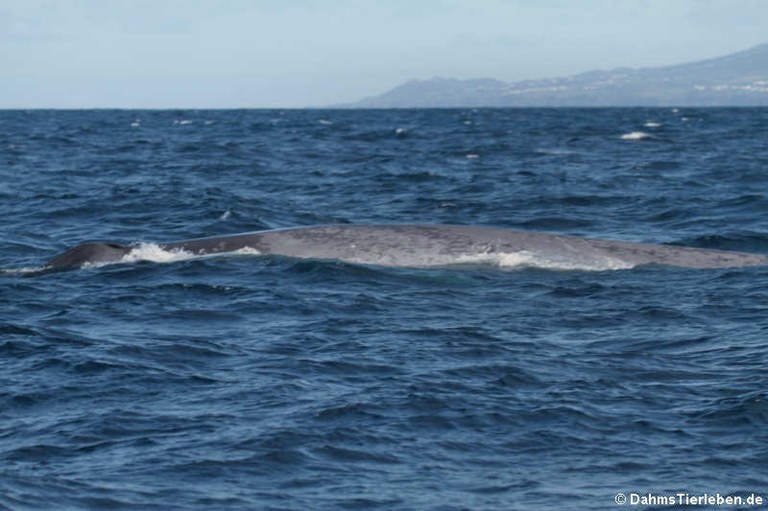 Balaenoptera musculus