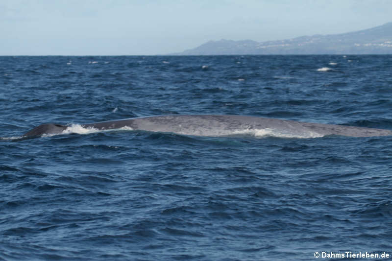 Balaenoptera musculus