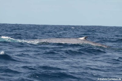 Blauwal (Balaenoptera musculus)