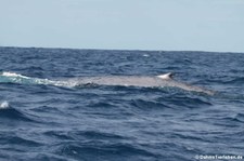 Blauwal (Balaenoptera musculus) vor der Azoren-Insel São Miguel