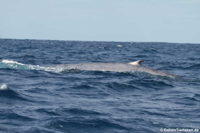 Blauwal (Balaenoptera musculus)